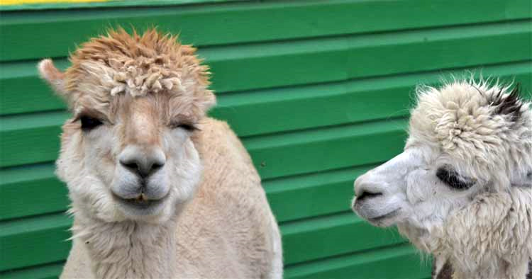 2 alpacas